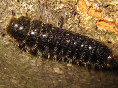 Cerogria janthinipennis