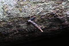 Clausilioidea