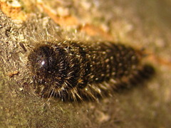 Cerogria janthinipennis