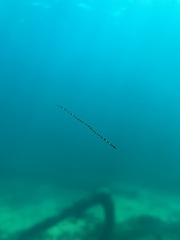 Myrichthys colubrinus