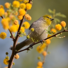 Auriparus flaviceps