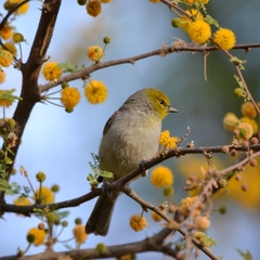 Auriparus flaviceps
