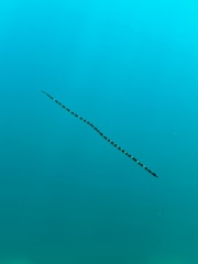 Myrichthys colubrinus