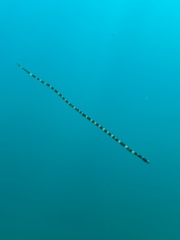 Myrichthys colubrinus