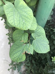 Cercis chinensis