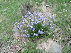 Polemonium pulcherrimum