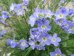 Polemonium pulcherrimum
