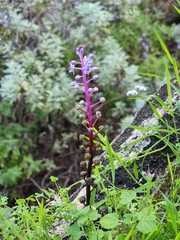 Scilla haemorrhoidalis