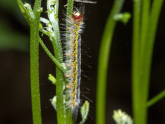 Nataxa flavescens