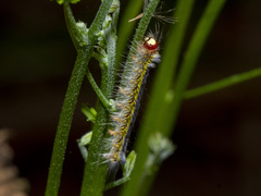 Nataxa flavescens