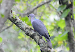 Patagioenas caribaea