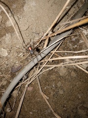 Latrodectus