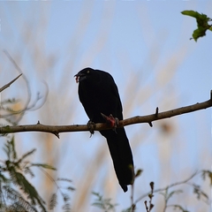 Quiscalus mexicanus