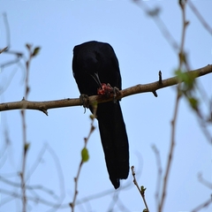 Quiscalus mexicanus