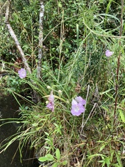 Agalinis linarioides