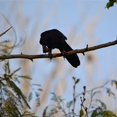 Quiscalus mexicanus
