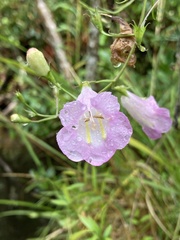 Agalinis linarioides