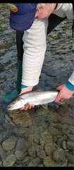 Salvelinus confluentus
