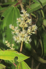 Miconia cremophylla