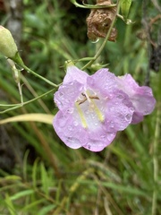 Agalinis linarioides