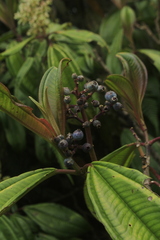 Miconia cremophylla