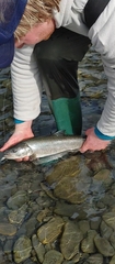 Salvelinus confluentus