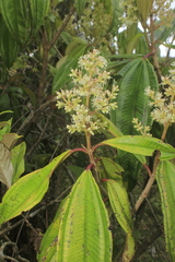 Miconia cremophylla