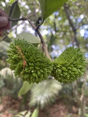 Tabernaemontana salzmannii