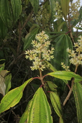Miconia cremophylla
