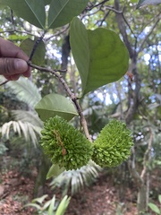 Tabernaemontana salzmannii