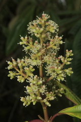 Miconia cremophylla