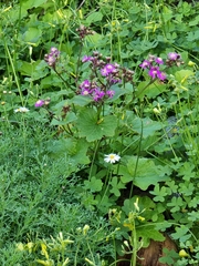 Pericallis echinata