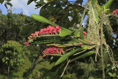 Rodriguezia lanceolata