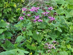 Pericallis echinata