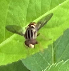 Anasimyia grisescens