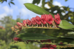 Rodriguezia lanceolata