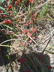 Ephedra tweedieana