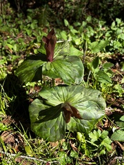 Trillium kurabayashii