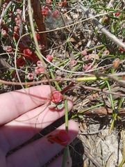 Ephedra tweedieana