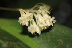 Stylogyne longifolia
