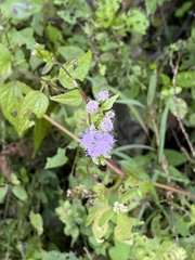 Ageratum conyzoides
