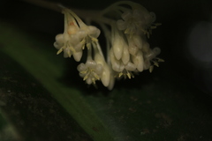 Stylogyne longifolia