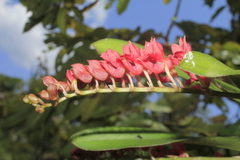 Rodriguezia lanceolata