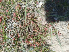 Ephedra tweedieana