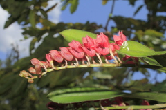 Rodriguezia lanceolata
