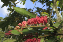 Rodriguezia lanceolata