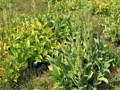 Veratrum viride