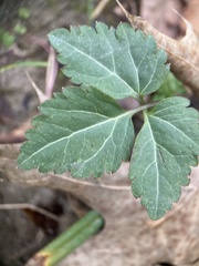 Cardamine diphylla