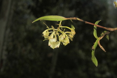 Epidendrum pomecense