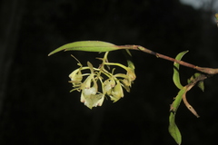 Epidendrum pomecense